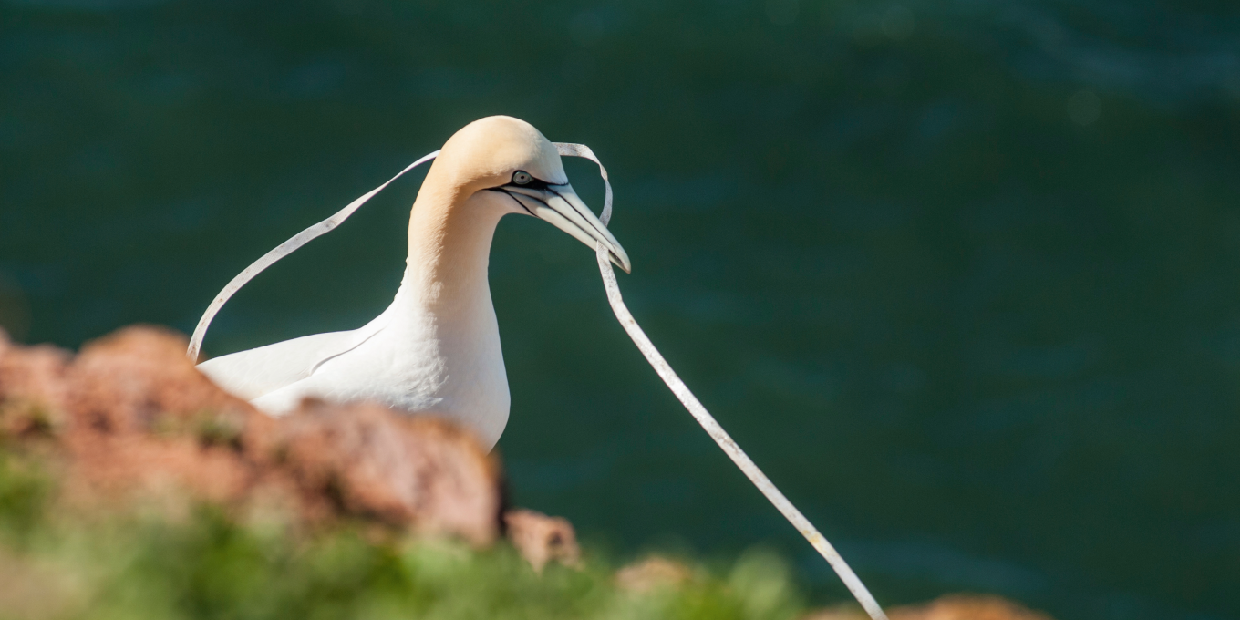 Réduire le plastique, c’est protéger l’océan